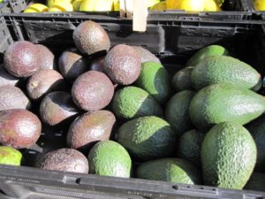 PIT Farms Avocados PIT Farms Avocados