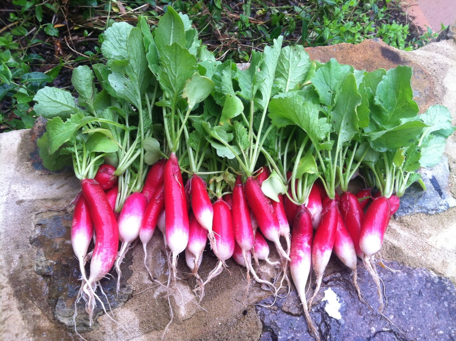 This week's bag featuring French Breakfast Radish! 12/20 12/23 O‘ahu