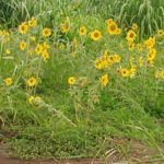 JAppel Sunflowers