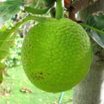 breadfruit