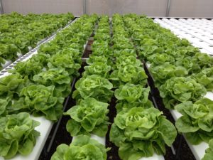 hydroponic lettuce