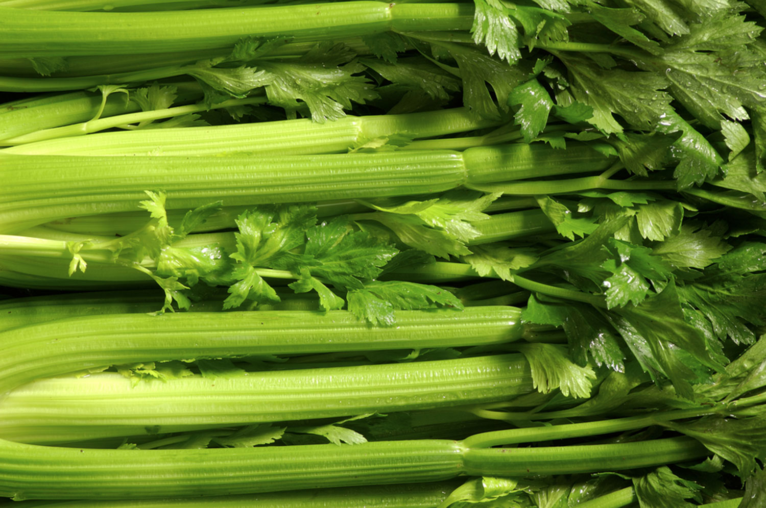Celery - O‘ahu Fresh
