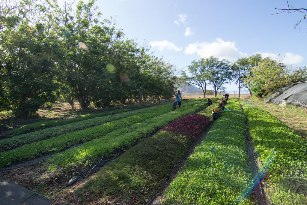 Workers harvesting baby greens