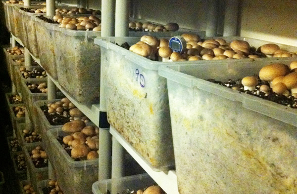 Racks of Mushrooms