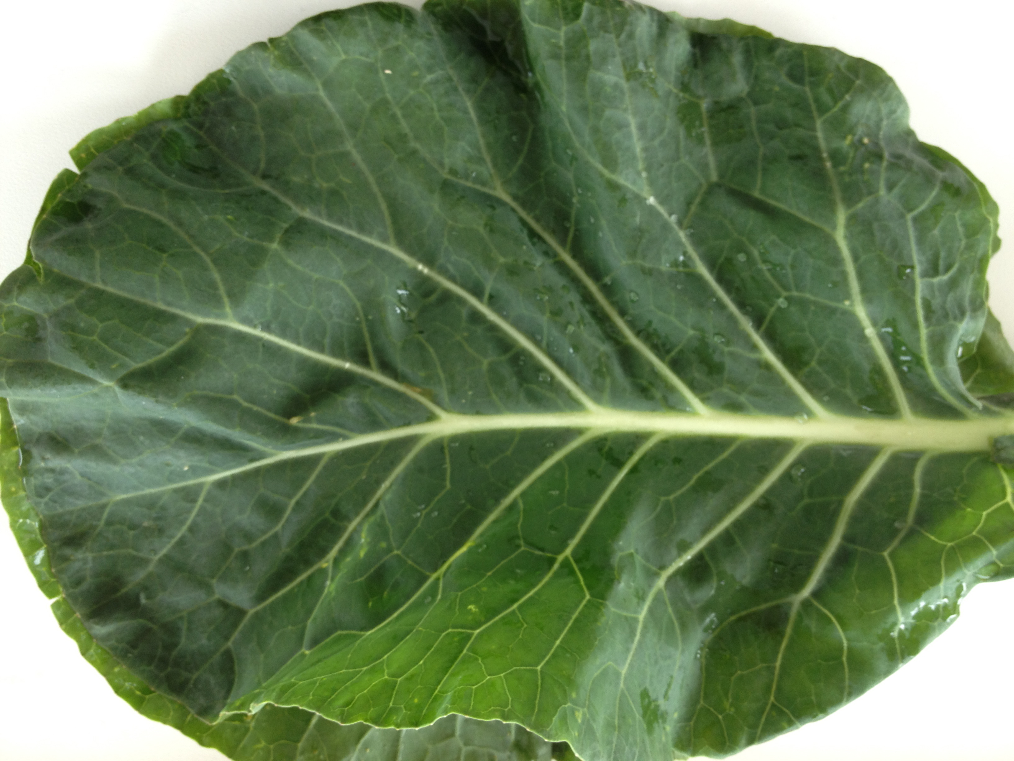 This Week's Bag Featuring Collard Greens and Kale! 3/93/10 O‘ahu Fresh
