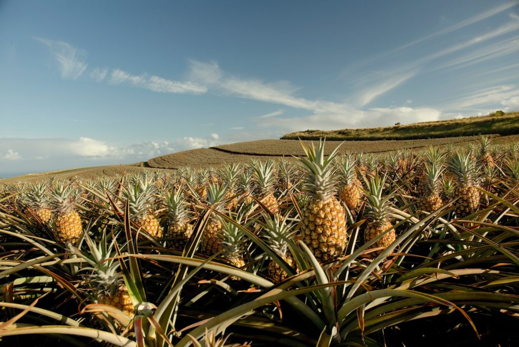 Pineapple O‘ahu Fresh